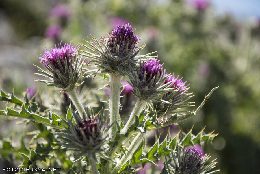 Apeniny flora ostropest
