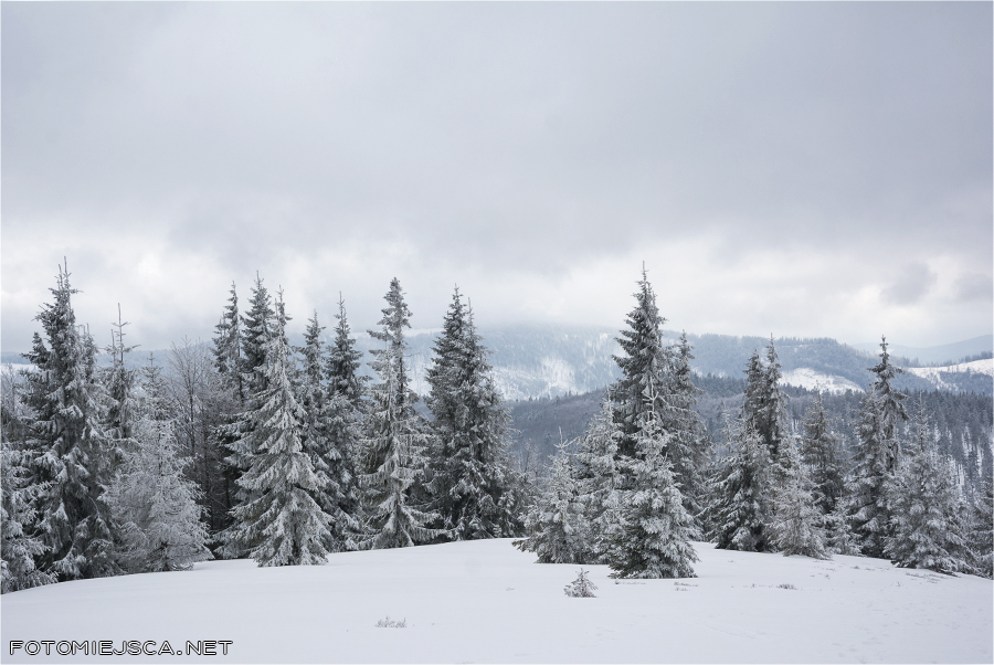 niebieski szlak na Jałowiec Hala Trzebuńska Beskid Makowski zima w górach